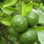 jeruk-limau