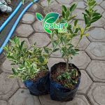 jeruk sunkist varigata