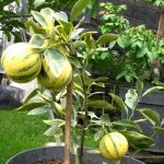 jeruk sunkist varigata (2)