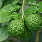 jual-bibit-jeruk-purut