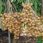 jual-bibit-kelengkeng-new-kristal