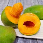 jual-bibit-mangga-alpukat
