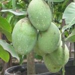 jual-bibit-mangga-manalagi