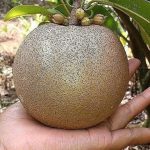 jual-bibit-sawo-jumbo
