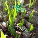 kelapa entok 1