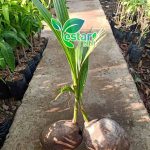 kelapa entok