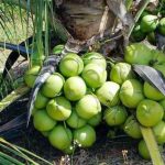 kelapa entok