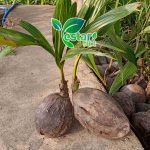 kelapa hibrida