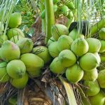 kelapa hibrida