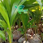 kelapa kopyor 1