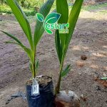 kelapa kopyor