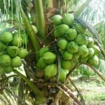 kelapa kopyor