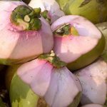 kelapa wulung