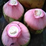 kelapa-wulung