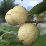 kelengkeng-aroma-durian