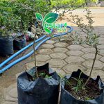 ketepeng varigata 2