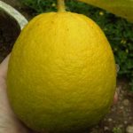 lemon jumbo