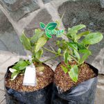 lemon seedles tanpa biji
