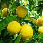 lemon tea