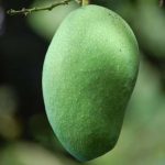 mangga-arumanis