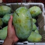 mangga gajah 1