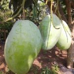 mangga gajah