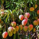 mangga-gedong-gincu 1