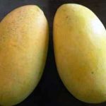 mangga golden atau namdokmai