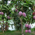 mangga-irwin-1