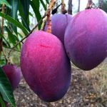 mangga-irwin-3