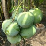 mangga-kelapa-dalam-pot