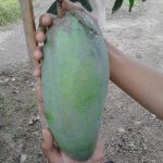 mangga-mahatir 1