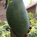 mangga-mahatir