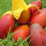 mangga yuwen