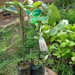 nangka mini 1