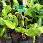 pisang ambon 1