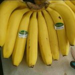 pisang cavendish 1