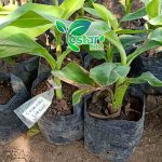 pisang cavendish siegar 1