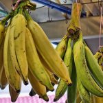 pisang tanduk 1