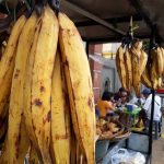 pisang tanduk