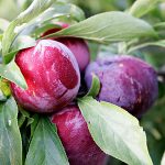 plum aussi 1