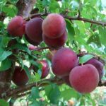 plum aussie