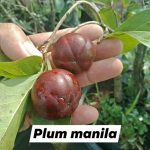 plum manila 1