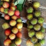 rambutan rapiah 1