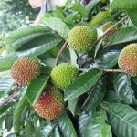rambutan-rapiah